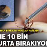 Yaz sıcaklarıyla birlikte vakalar patladı: 1 kene 10 bin yumurta bırakıyor