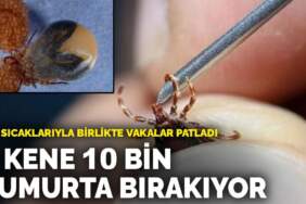 Yaz sıcaklarıyla birlikte vakalar patladı: 1 kene 10 bin yumurta bırakıyor