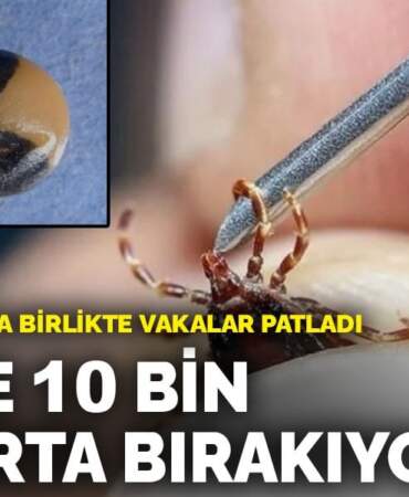 Yaz sıcaklarıyla birlikte vakalar patladı: 1 kene 10 bin yumurta bırakıyor