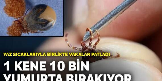 Yaz sıcaklarıyla birlikte vakalar patladı: 1 kene 10 bin yumurta bırakıyor