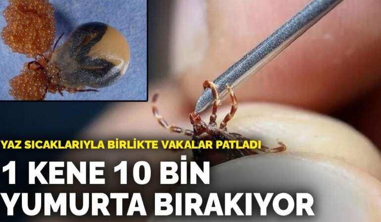 Yaz sıcaklarıyla birlikte vakalar patladı: 1 kene 10 bin yumurta bırakıyor