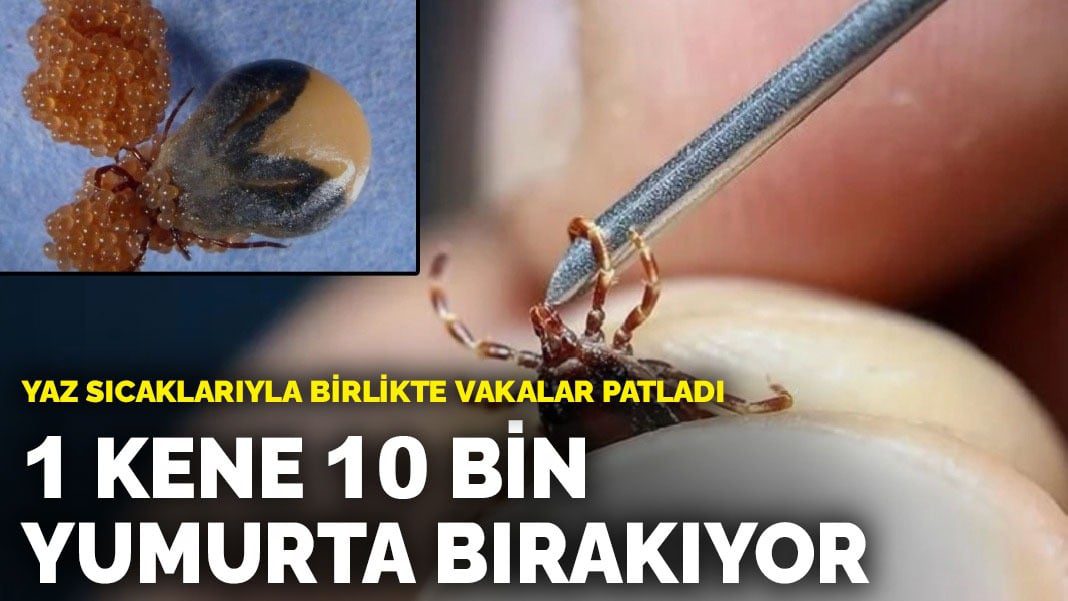Yaz sıcaklarıyla birlikte vakalar patladı: 1 kene 10 bin yumurta bırakıyor