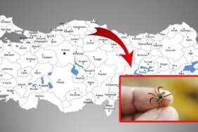 O şehirlere gidecekler dikkat! Kene vakaları artıyor, en büyük risk o illerde bulunuyor!