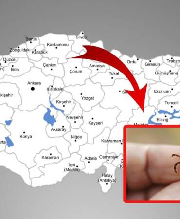 O şehirlere gidecekler dikkat! Kene vakaları artıyor, en büyük risk o illerde bulunuyor!