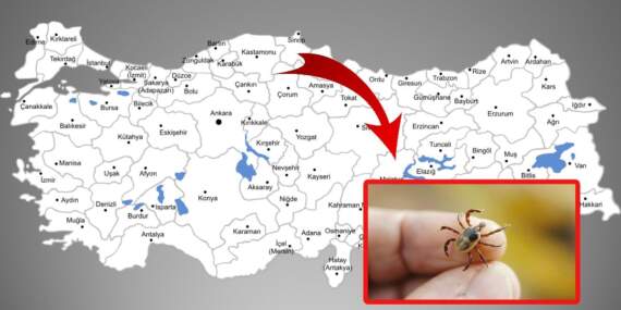 O şehirlere gidecekler dikkat! Kene vakaları artıyor, en büyük risk o illerde bulunuyor!
