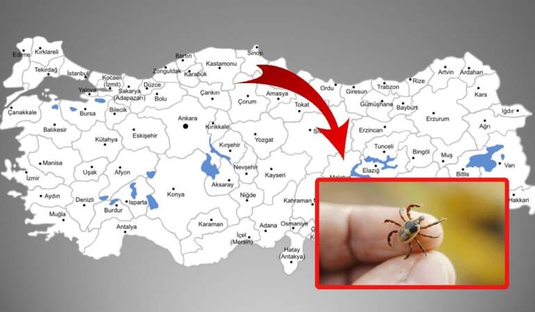 O şehirlere gidecekler dikkat! Kene vakaları artıyor, en büyük risk o illerde bulunuyor!