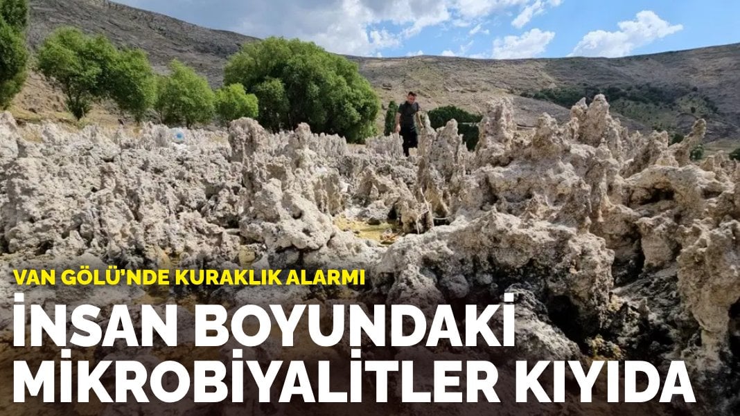 Van Gölü’nde kuraklık alarmı: Mikrobiyalitler ortaya çıktı, bazıları insan boyuna yaklaştı