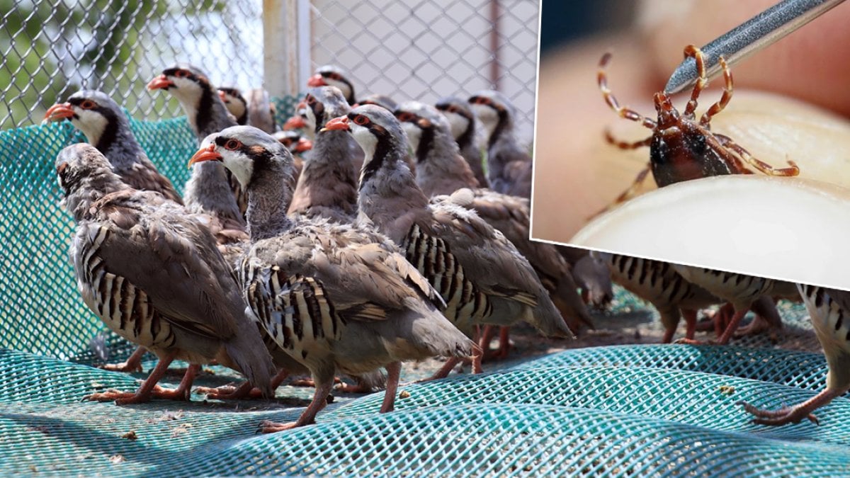 Kene alarmına karşı doğal önlem: Binlerce keklik doğaya salındı