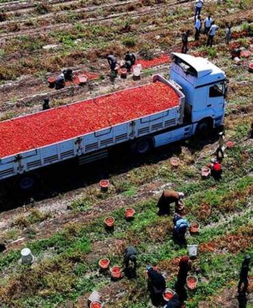 Domates üreticisi zor günler yaşıyor: Fiyatlar dipte, maliyetleri karşılamıyor
