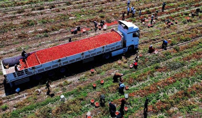 Domates üreticisi zor günler yaşıyor: Fiyatlar dipte, maliyetleri karşılamıyor