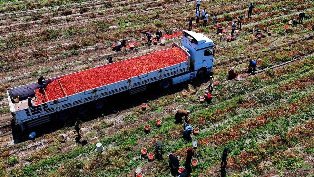 Domates üreticisi zor günler yaşıyor: Fiyatlar dipte, maliyetleri karşılamıyor