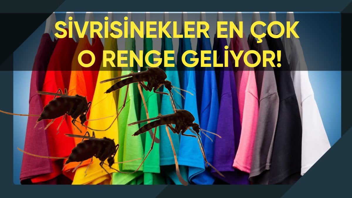 Sivrisineklerden korunmak için bu renk kıyafet giymeyin! Hemen üzerinize çekiyor