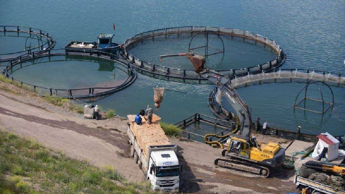 Denizi yok ama üretimi çok! Anadolu’nun kalbinden dünya sofralarına uzanıyor: 49 ülke havada kapıyor