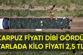 Yazın olmazsa olmazı karpuzun fiyatı dibi gördü! Tarlada kilosu sadece 2,5 TL