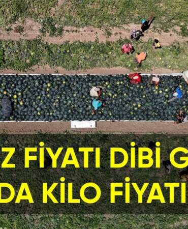 Yazın olmazsa olmazı karpuzun fiyatı dibi gördü! Tarlada kilosu sadece 2,5 TL