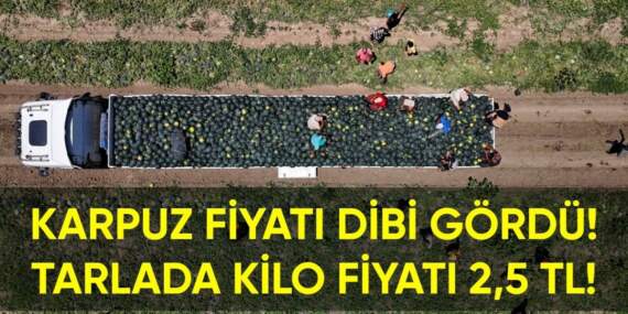 Yazın olmazsa olmazı karpuzun fiyatı dibi gördü! Tarlada kilosu sadece 2,5 TL