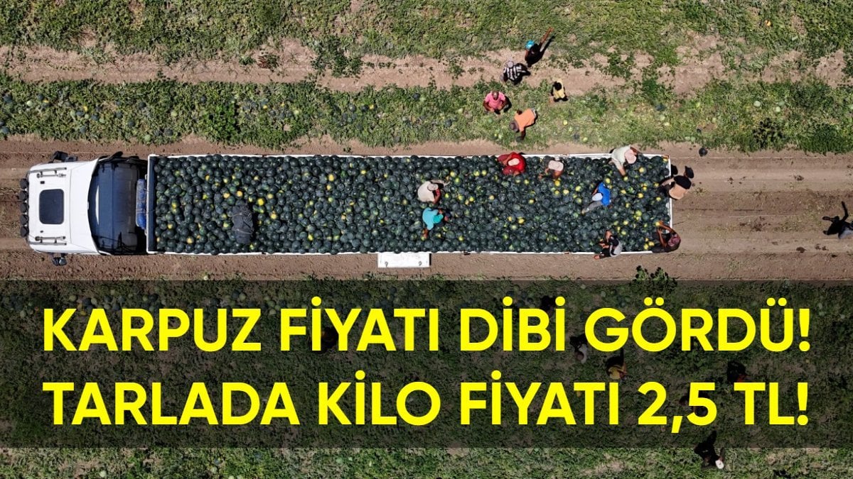 Yazın olmazsa olmazı karpuzun fiyatı dibi gördü! Tarlada kilosu sadece 2,5 TL