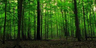 Adana’da Ormanlara Giriş Yasaklandı