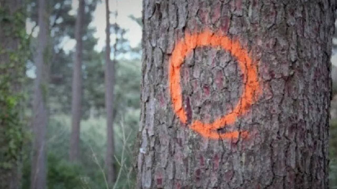 Ağaç Gövdelerindeki Turuncu Boya Ne Anlama Geliyor? Sakın Dokunmayın!