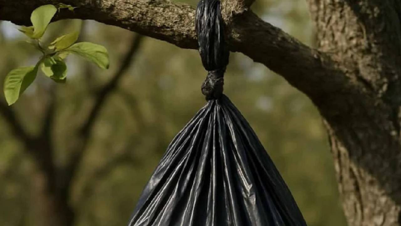 Ağaca Asılı Siyah Poşetin Anlamı Ortaya Çıktı: Yaklaşmak Bile Tehlikeli