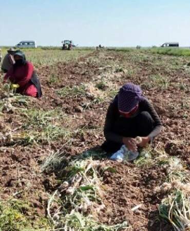 Aksaray’da Hasat Başladı! Rusya, Almanya ve İspanya Kapış Kapış Alıyor