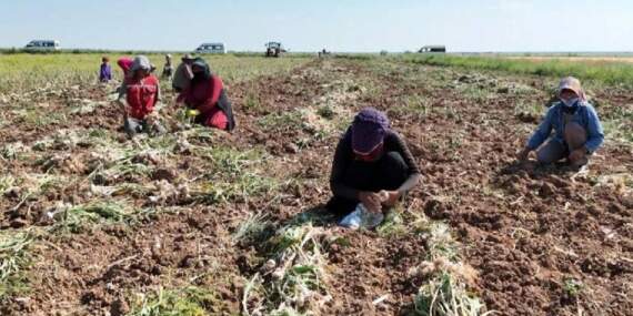 Aksaray’da Hasat Başladı! Rusya, Almanya ve İspanya Kapış Kapış Alıyor