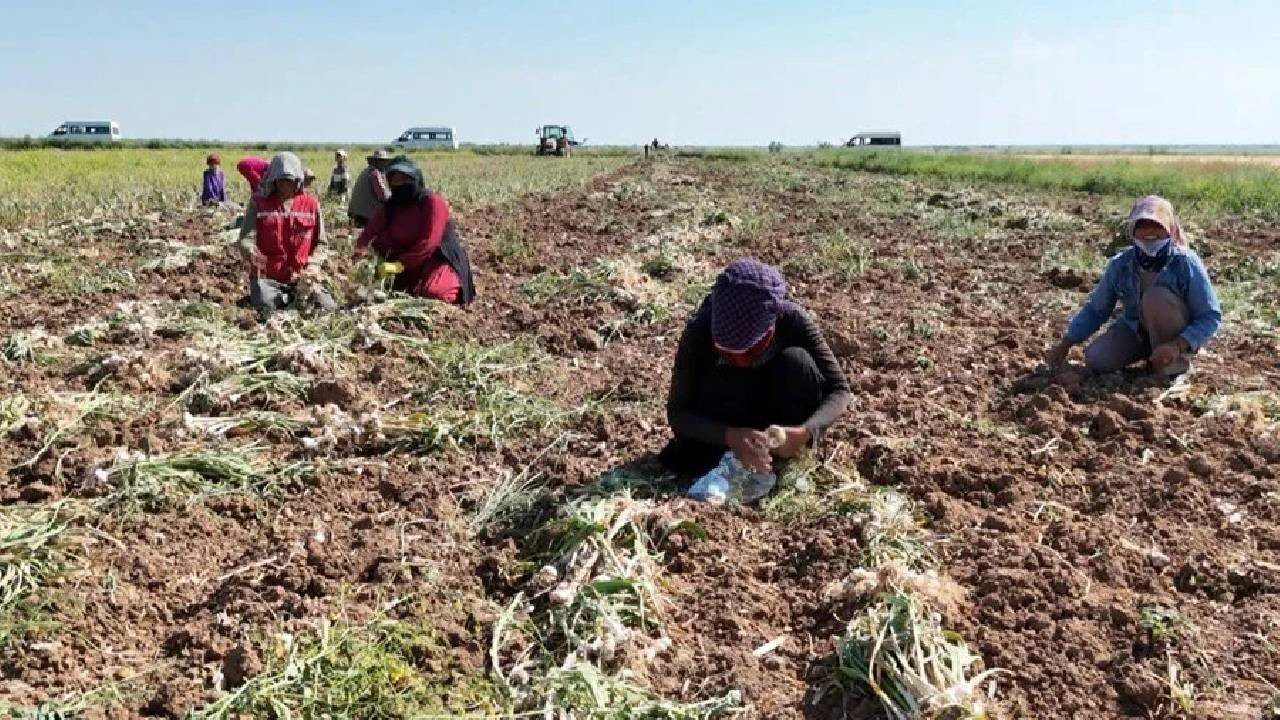 Aksaray’da Hasat Başladı! Rusya, Almanya ve İspanya Kapış Kapış Alıyor