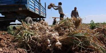 ‘Antibiyotik’ Hasadı Başladı: Sadece Bir İlimizde Üretiliyor, Faydaları Saymakla Bitmiyor, Üç Ülkeye İhraç Ediliyor…