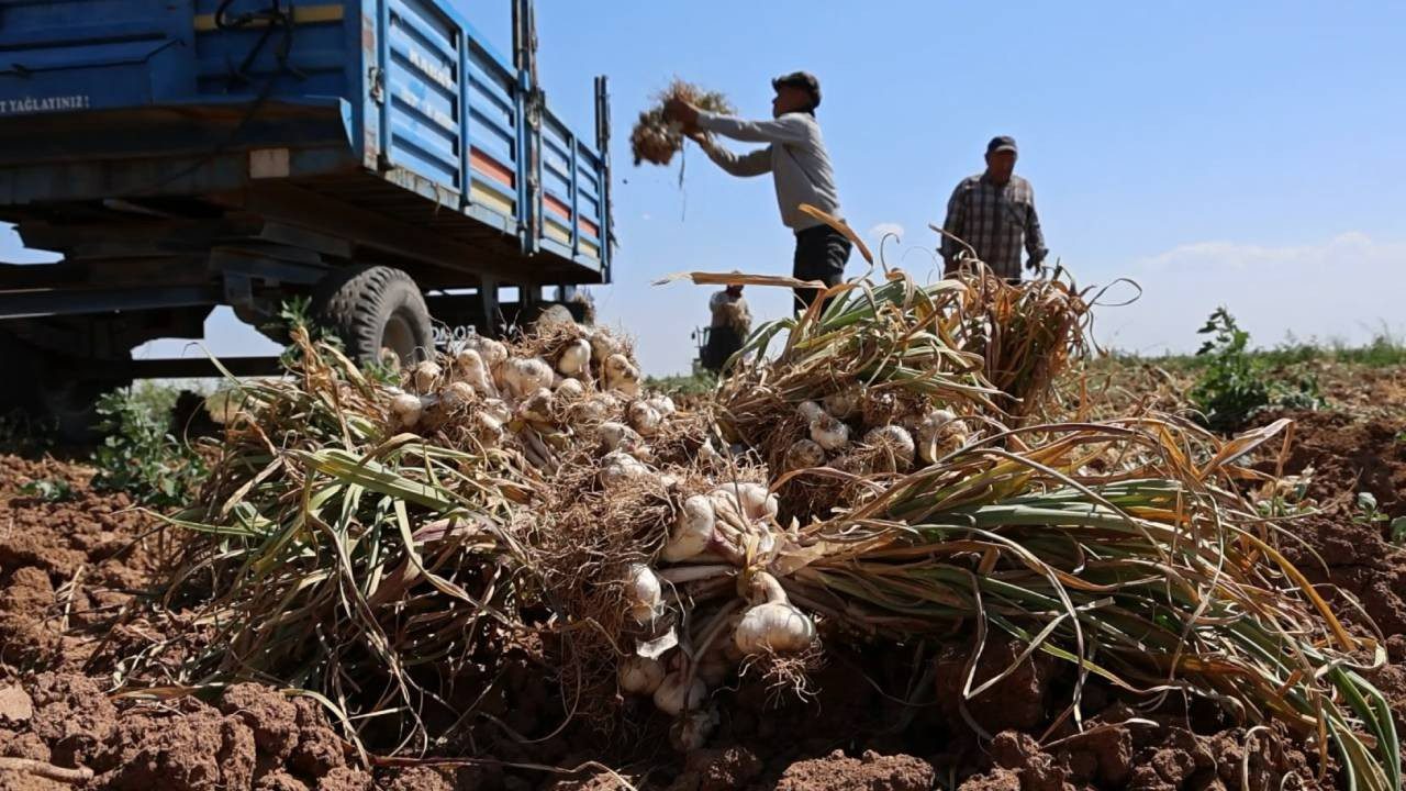 ‘Antibiyotik’ Hasadı Başladı: Sadece Bir İlimizde Üretiliyor, Faydaları Saymakla Bitmiyor, Üç Ülkeye İhraç Ediliyor…