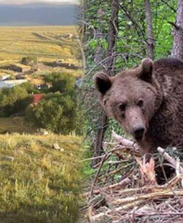 Ardahan’da Korkunç Olay! 20 Yaşındaki Engelli Genç Ayı Saldırısında Can Verdi