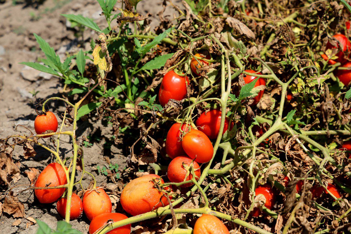 Domatesin tarlada kilogram fiyatı 3 liraya kadar düştü