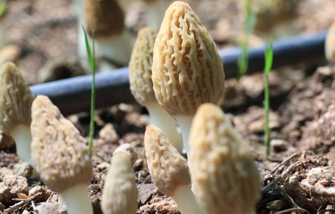 Kuzu göbeği mantarı ilk kez serada üretildi: Tazesi 400 kurusu 3 bin TL