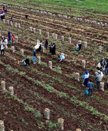 Başarısızlıktan İmparatorluğa: Hasat Tarlada Çürüyünce Zengin Oldu! Şimdi Paraya Para Demiyor