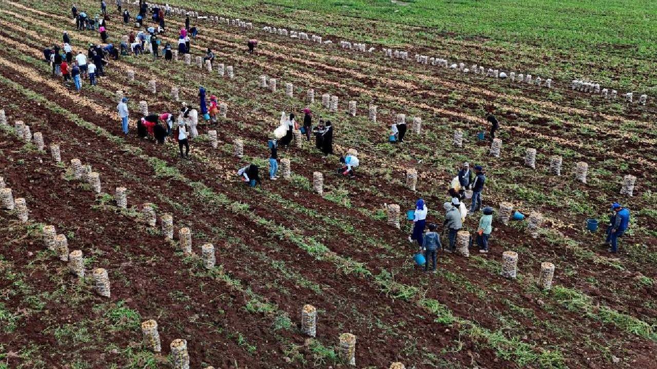 Başarısızlıktan İmparatorluğa: Hasat Tarlada Çürüyünce Zengin Oldu! Şimdi Paraya Para Demiyor
