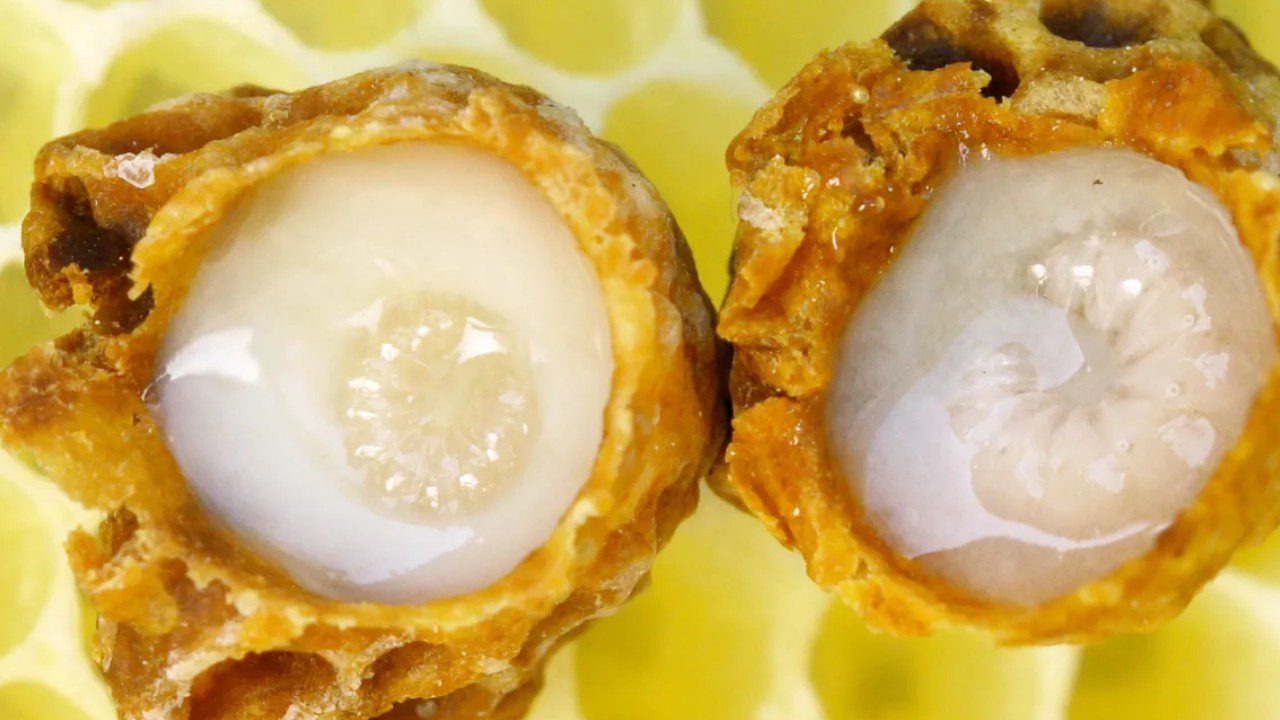 Beyaz Altın Adıyla Dünyanın En Değerli Besini Olarak Biliniyor: Üreten Parayı Koyacak Yer Arıyor