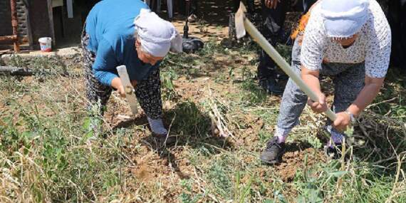 Beyaz Altını Hasat Eden Köşeyi Dönüyor: Sadece 6 Kişi Ekiyor, Her Poşeti Para Basıyor