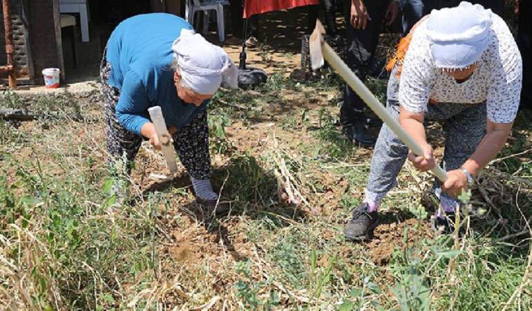 Beyaz Altını Hasat Eden Köşeyi Dönüyor: Sadece 6 Kişi Ekiyor, Her Poşeti Para Basıyor