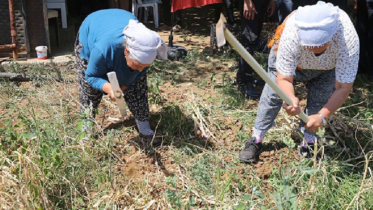 Beyaz Altını Hasat Eden Köşeyi Dönüyor: Sadece 6 Kişi Ekiyor, Her Poşeti Para Basıyor
