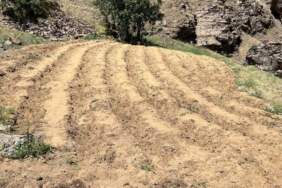 Bingöl’de 2 Bin 900 Kök Kenevir Bulundu