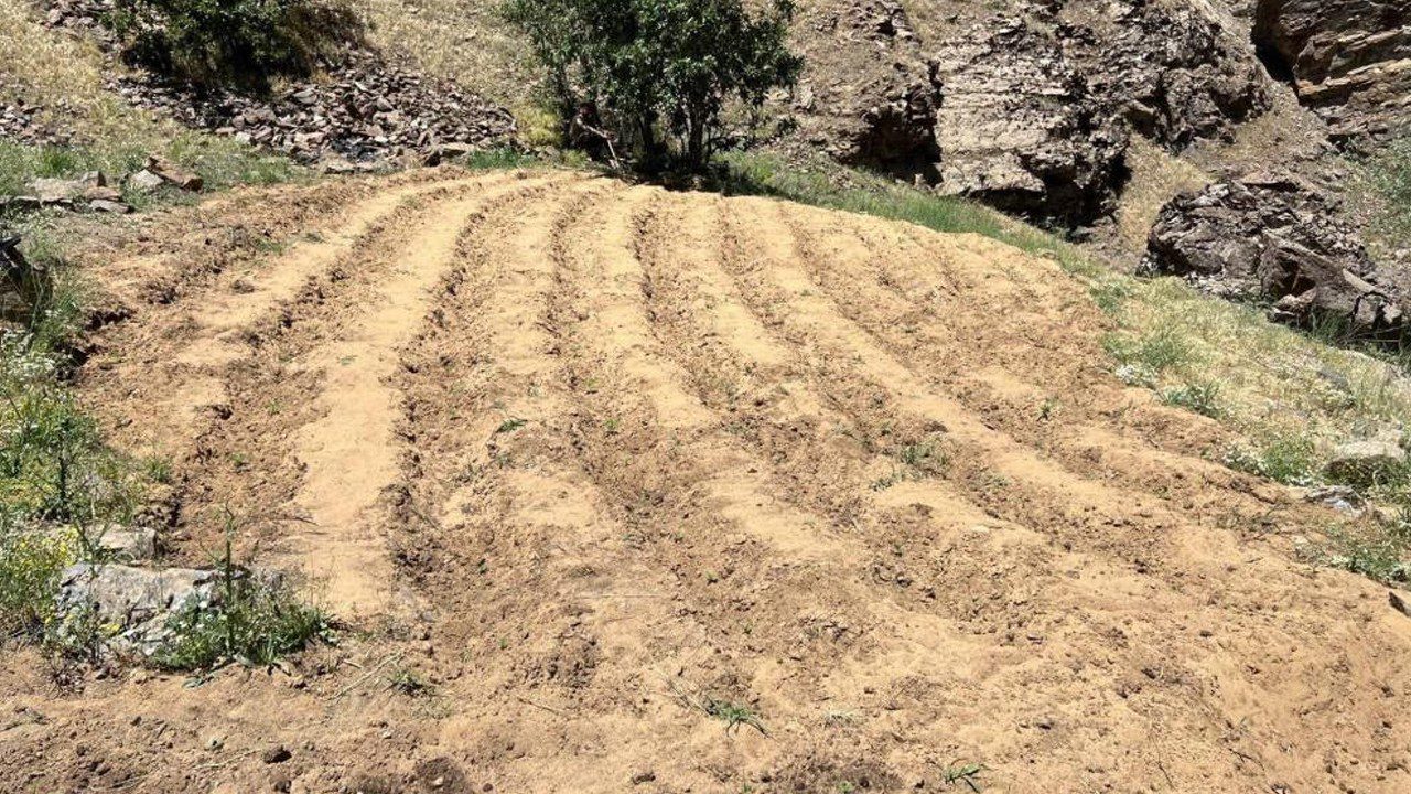 Bingöl’de 2 Bin 900 Kök Kenevir Bulundu