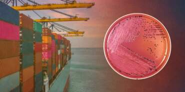 Bir Ayda İkinci Ölümcül Alarm! Türkiye’nin Kabusu Sınıra Sıçradı… Tüm Sevkiyata El Konuldu