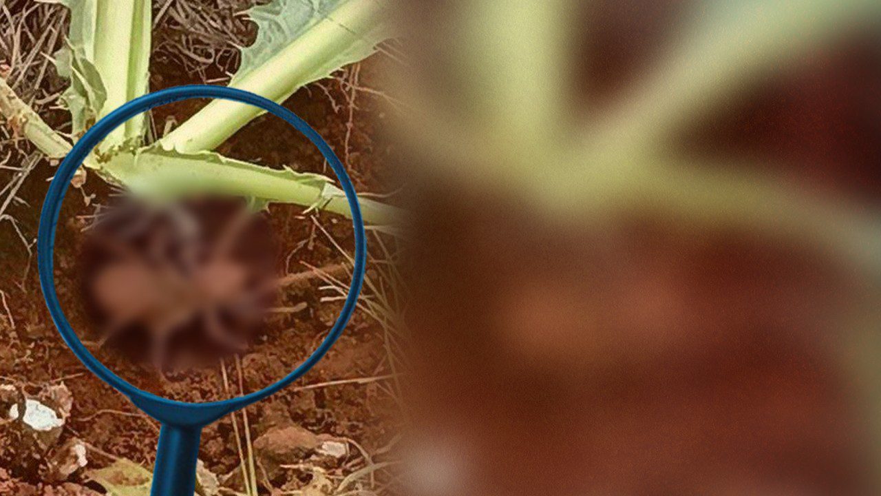 Bir İl Diken Üstünde! Zehirli Kabus Geri Döndü… İnsan Eli Boyutunda, Dokunduğunu Öldürüyor