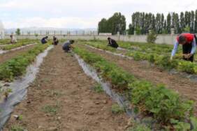 Bir İlin Hepsi Birden Başladı! Hasat İçin Gün Sayıyorlar, Paraya Para Demiyorlar: Bu Yıl 200 Ton Bekleniyor