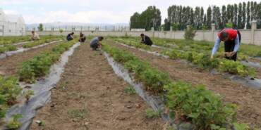 Bir İlin Hepsi Birden Başladı! Hasat İçin Gün Sayıyorlar, Paraya Para Demiyorlar: Bu Yıl 200 Ton Bekleniyor