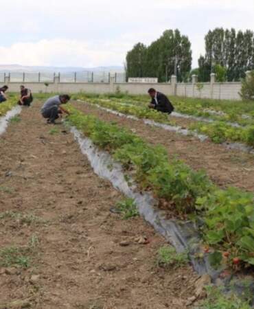 Bir İlin Hepsi Birden Başladı! Hasat İçin Gün Sayıyorlar, Paraya Para Demiyorlar: Bu Yıl 200 Ton Bekleniyor