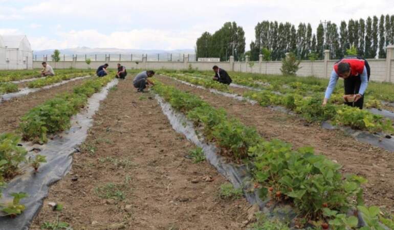 Bir İlin Hepsi Birden Başladı! Hasat İçin Gün Sayıyorlar, Paraya Para Demiyorlar: Bu Yıl 200 Ton Bekleniyor