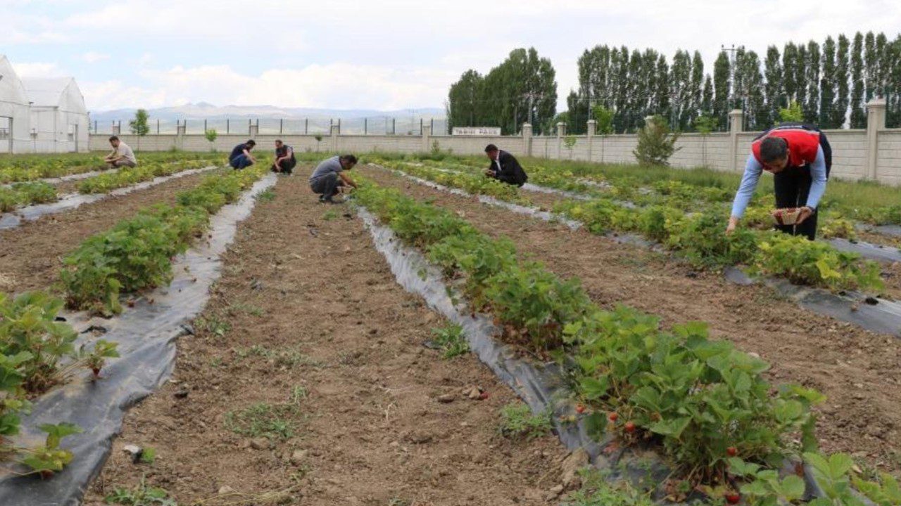 Bir İlin Hepsi Birden Başladı! Hasat İçin Gün Sayıyorlar, Paraya Para Demiyorlar: Bu Yıl 200 Ton Bekleniyor