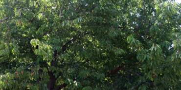 Böyle Hasat Görülmedi! Her Ağaçta 2 Tane Kaldı: Geçen Yıl 45 Liraydı, Bu Yıl Fiyatı Altınla Yarışıyor