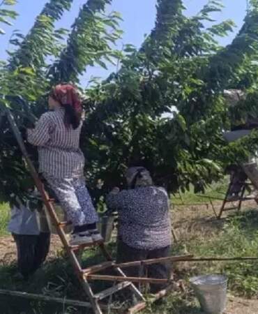 Çeribaşı’nda Bereketli Hasat Sezonu Başladı! Edirne’den Avrupa’ya Satılıyor