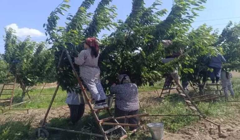 Çeribaşı’nda Bereketli Hasat Sezonu Başladı! Edirne’den Avrupa’ya Satılıyor